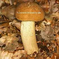 Hainbuchenrhrling - Leccinum carpini