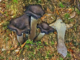 Hebst-Trompete - Toten-Trompete - Craterellus cornucopioides