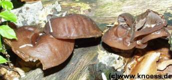 Judasohr - Auricularia auricula-judaea