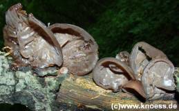 Judasohr - Auricularia auricula-judaea