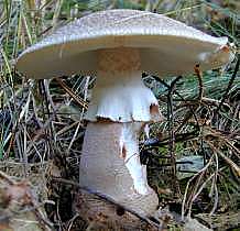 Perlpilz - Amanita rubescens