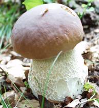 Sommersteinpilz - Boletus aestivalis