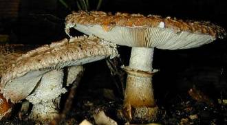 Sparriger Schppling - Pholiota squarrosa