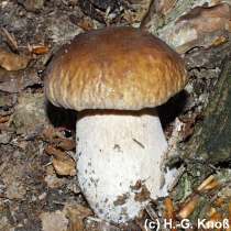 Steinpilz - Boletus edulis