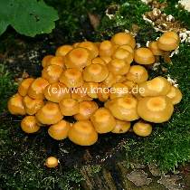 Stockschwmmchen - Kuehneromyces mutabilis