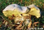 Wurzelnder Bitterrhrling - Boletus radicans