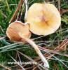 Falscher Pfifferling - Hygrophoropsis aurantiaca