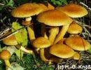 Beringter Flmmling - Pholiota spectabilis