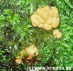 Zerfliessende Gallerttrne - Dacryomyces stillatus