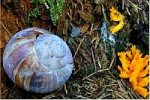 Klebriger Hrnling - Calocera viscosa