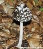 Spechttintling - Coprinus picaceus