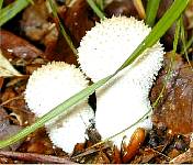 Flaschenstubling - Lycoperdon perlatum